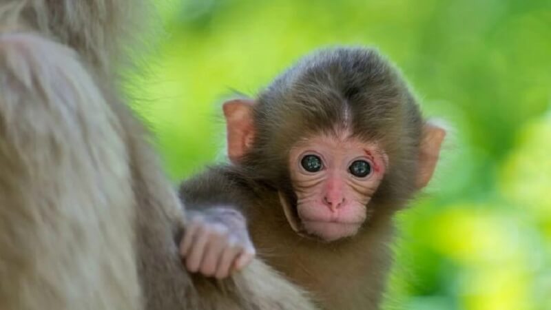 Người tuổi Thân lúc nào cũng tràn đầy năng lượng và luôn vui tươi trong công việc