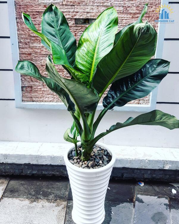 Cây đại phú gia