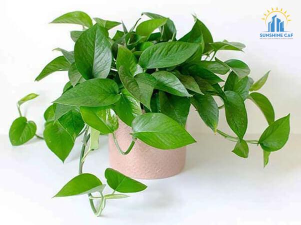 Cây trầu bà