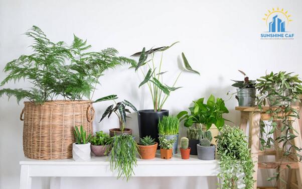 Những tiêu chí lựa chọn các loại cây xanh trong văn phòng
