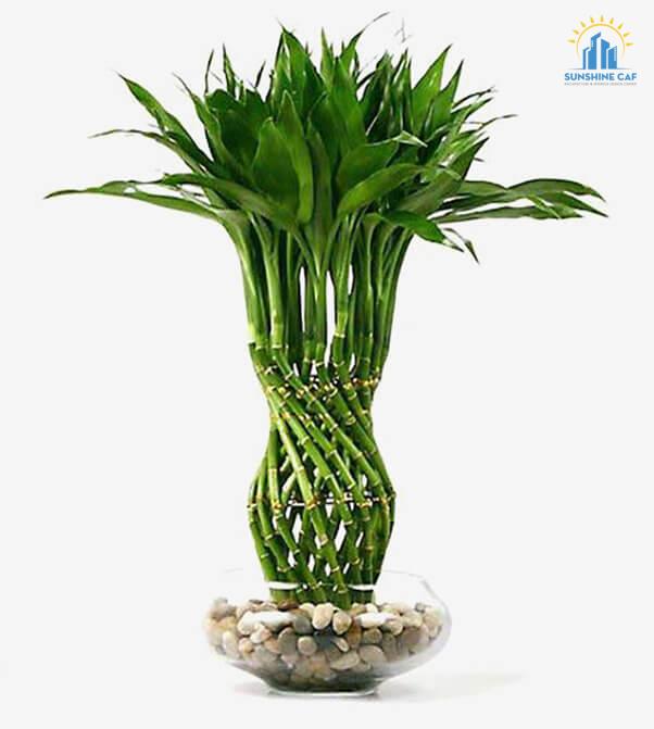 Cây phát lộc